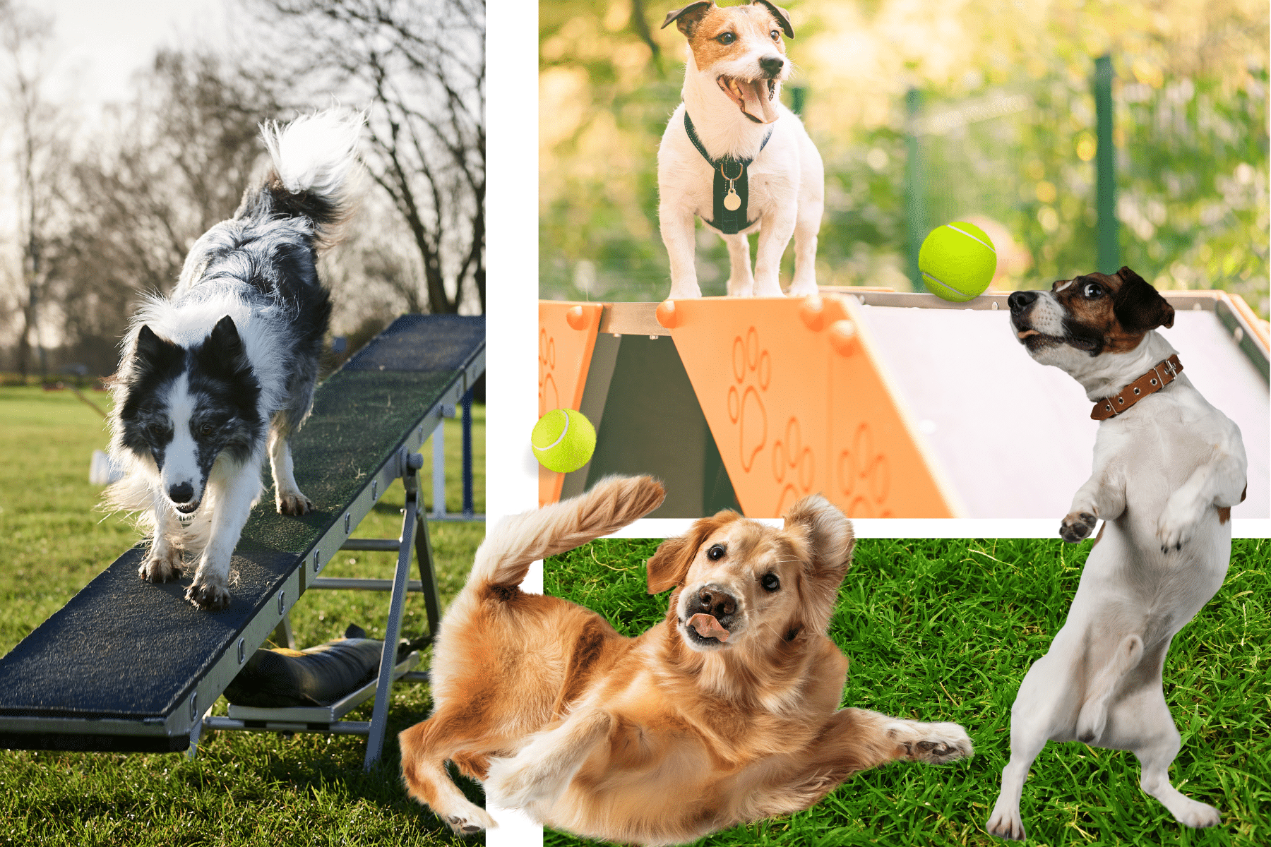 10 Fun Things to Do at Home With Your Dog to Stay Entertained