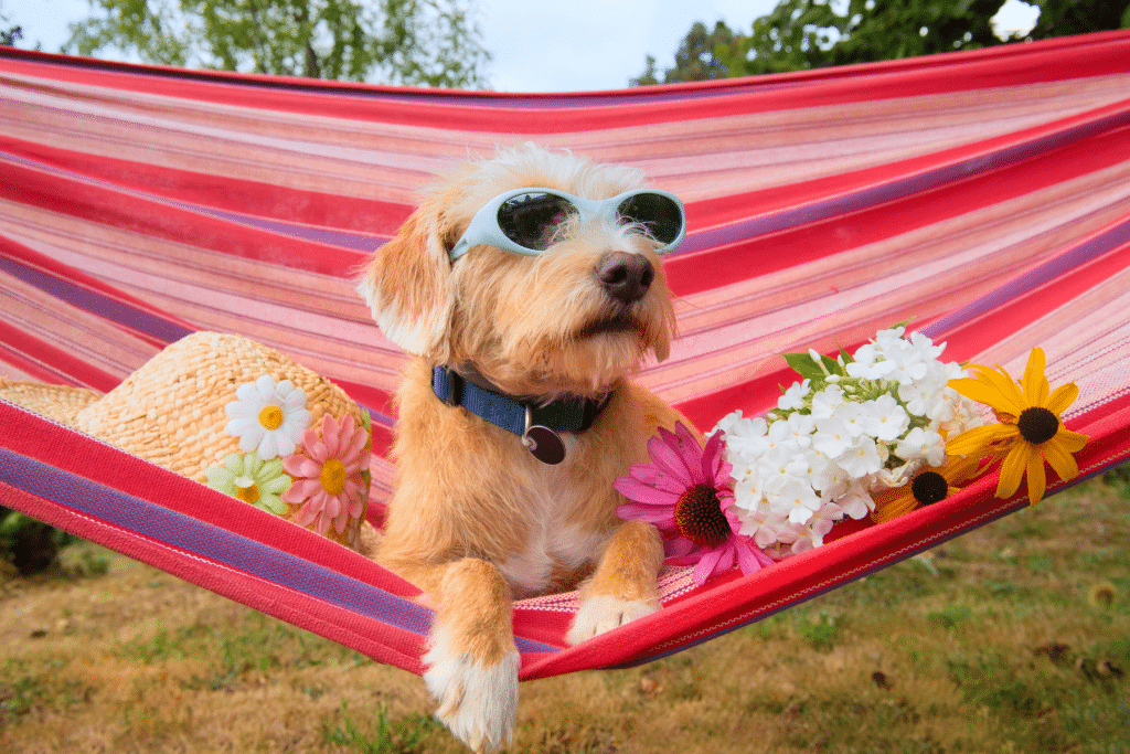 How to Create Dog-Friendly Ideas for Your Backyard hammock