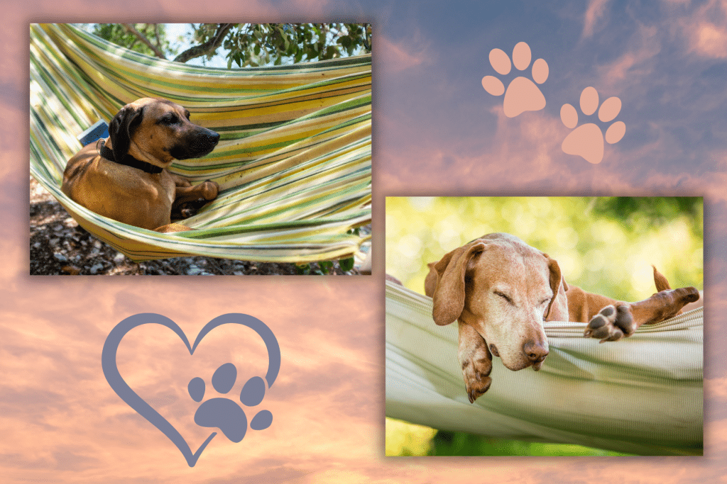 How to Create Dog-Friendly Ideas for Your Backyard hammock hearts