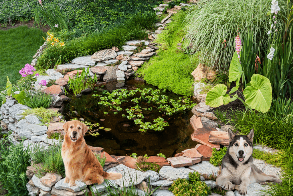 How to Create Dog-Friendly Ideas for Your Backyard pond
