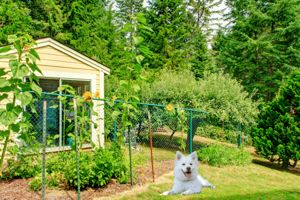 How to Create Dog-Friendly Ideas for Your Backyard sunflower