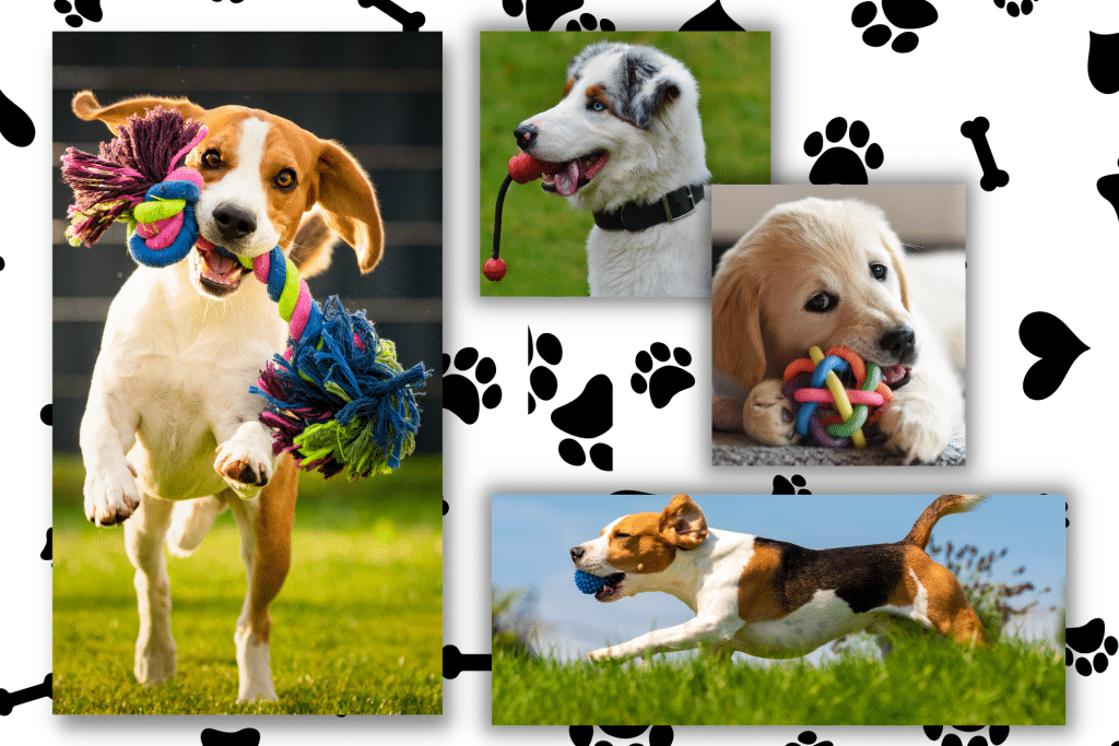 Must Haves for New Puppy Parents chew toys