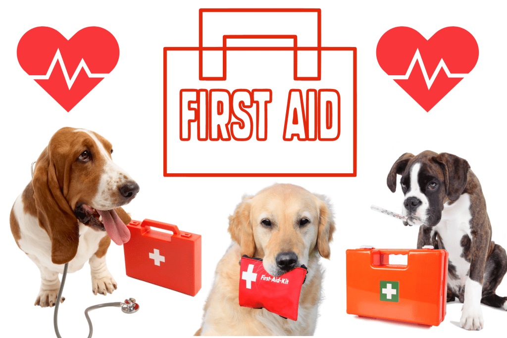 Must Haves for New Puppy Parents first aid