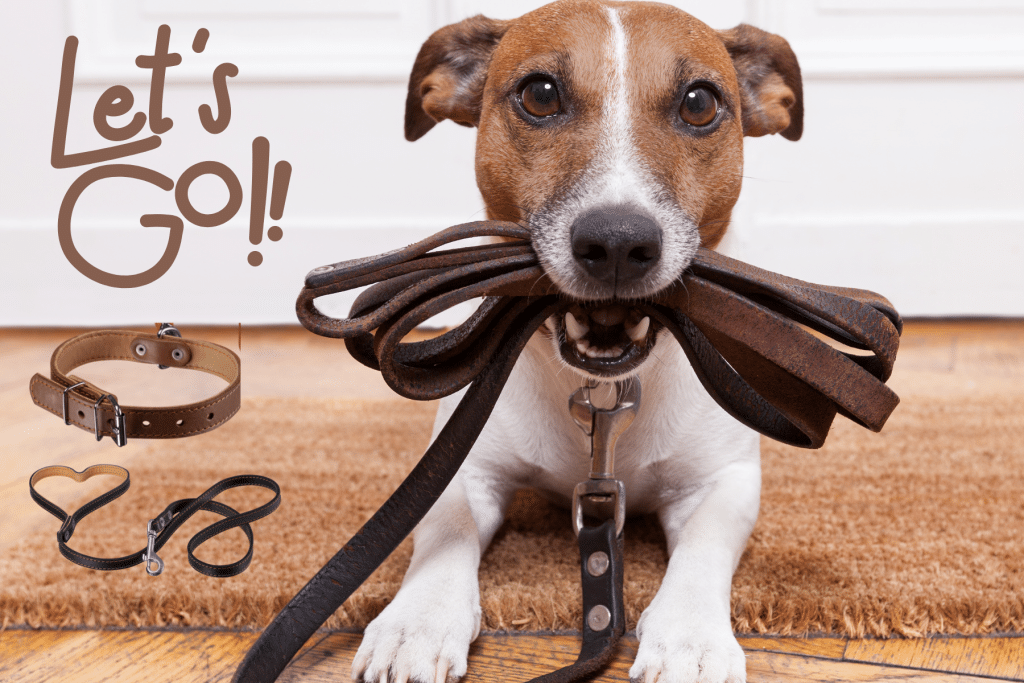 Must Haves for New Puppy Parents leash