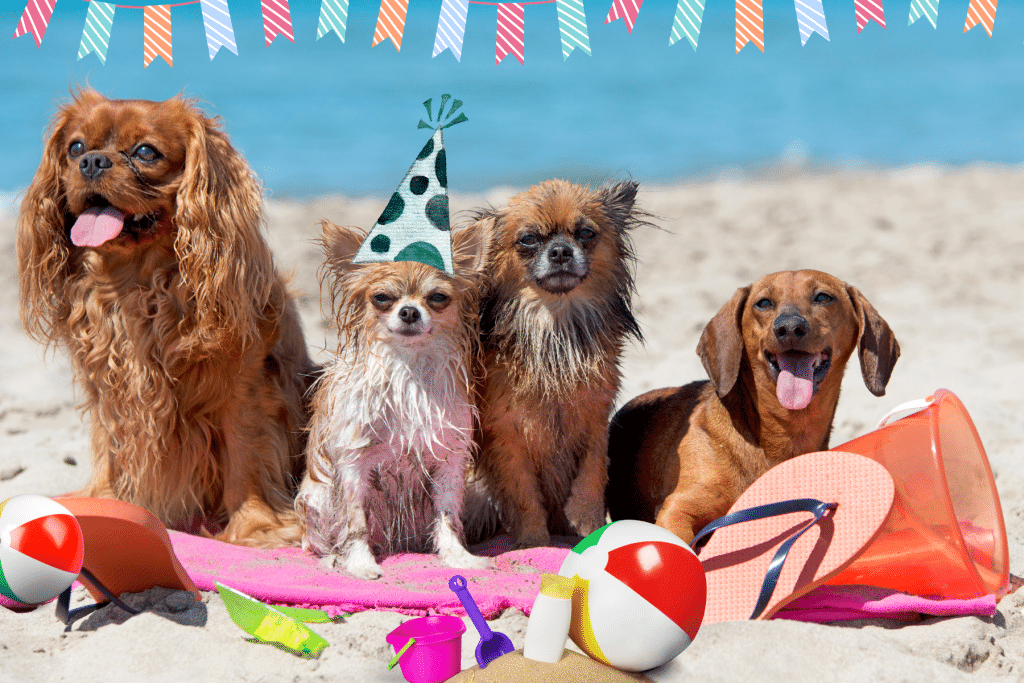 amazing dog birthday party ideas at the beach