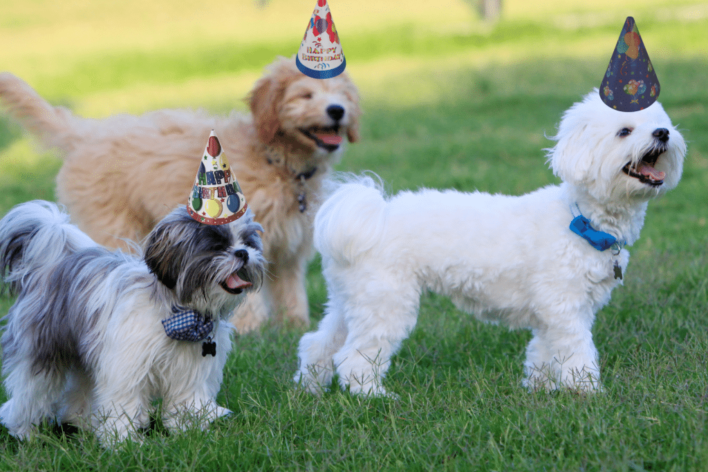 amazing dog birthday party ideas at the dog park
