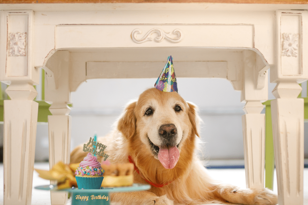 amazing dog birthday party ideas solo