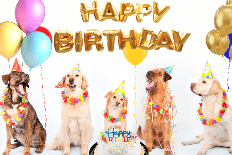 Celebrate Your Dog’s Birthday in Style: Amazing Dog Birthday Party Ideas!