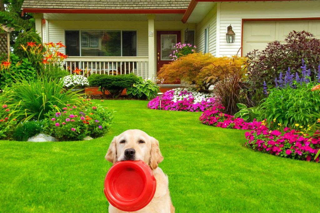 Dog Essentials for Summertime on a Patio collapsable water bowl