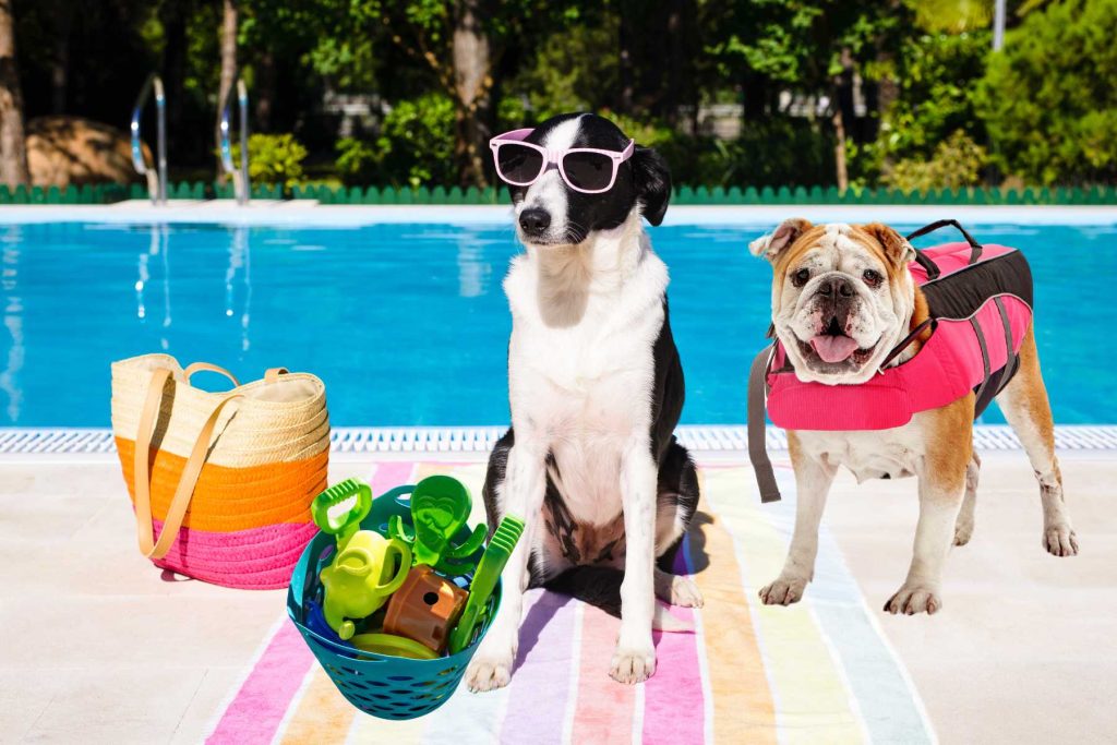 Dog Essentials for Summertime on a Patio pool and swimming vest