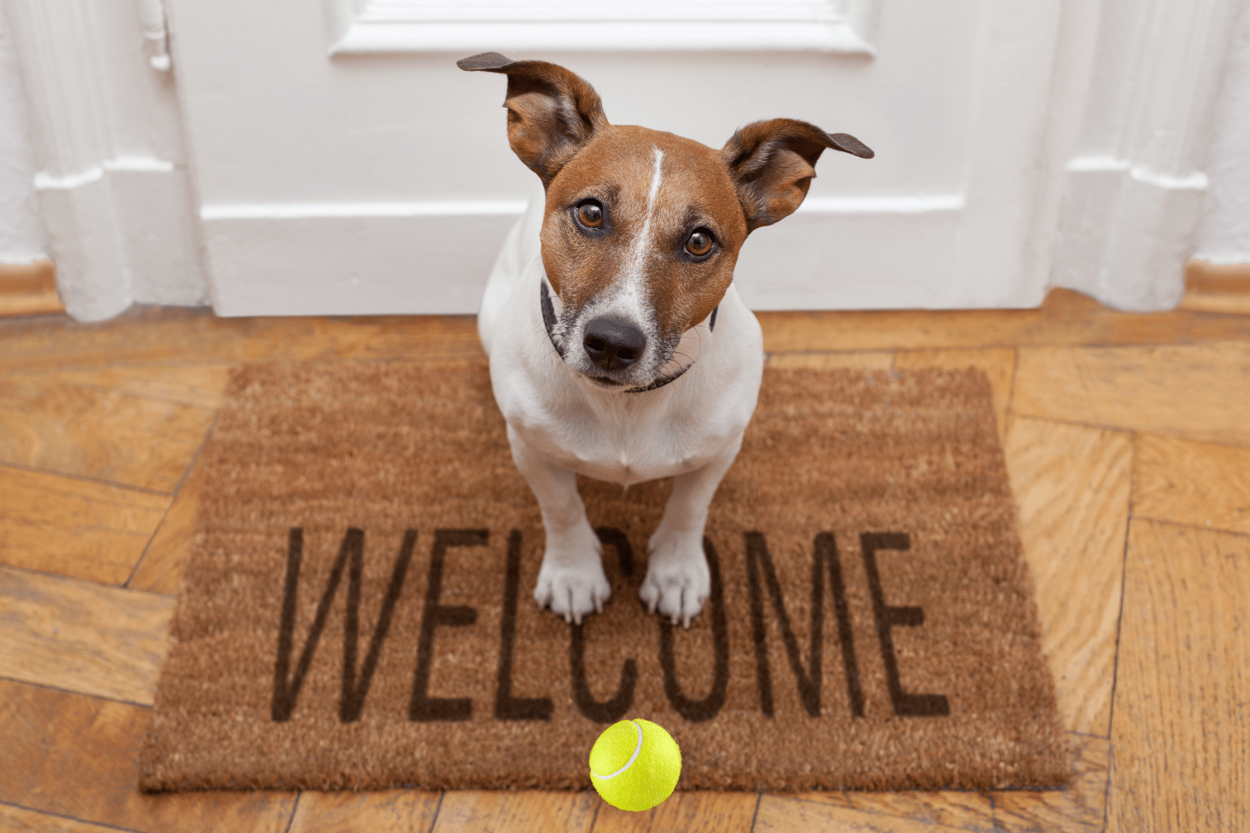 Dog Themed Home Decor Products door mats