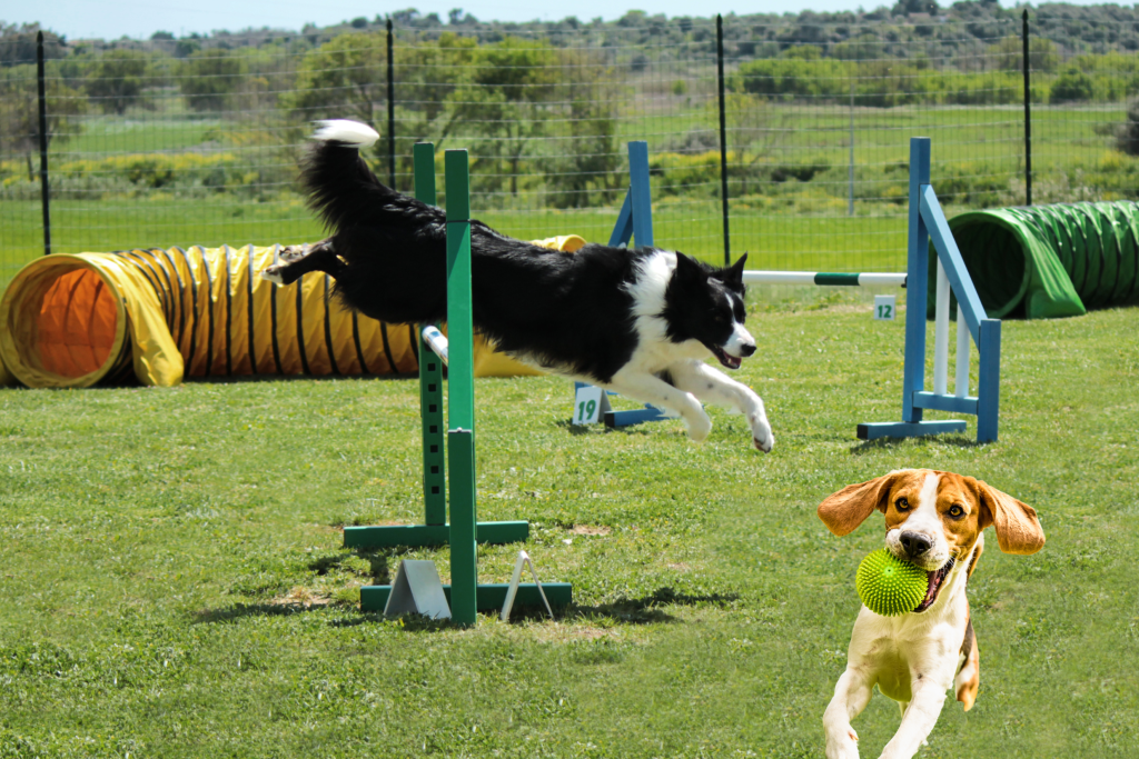 Exercise Workouts with Your Dog agility course