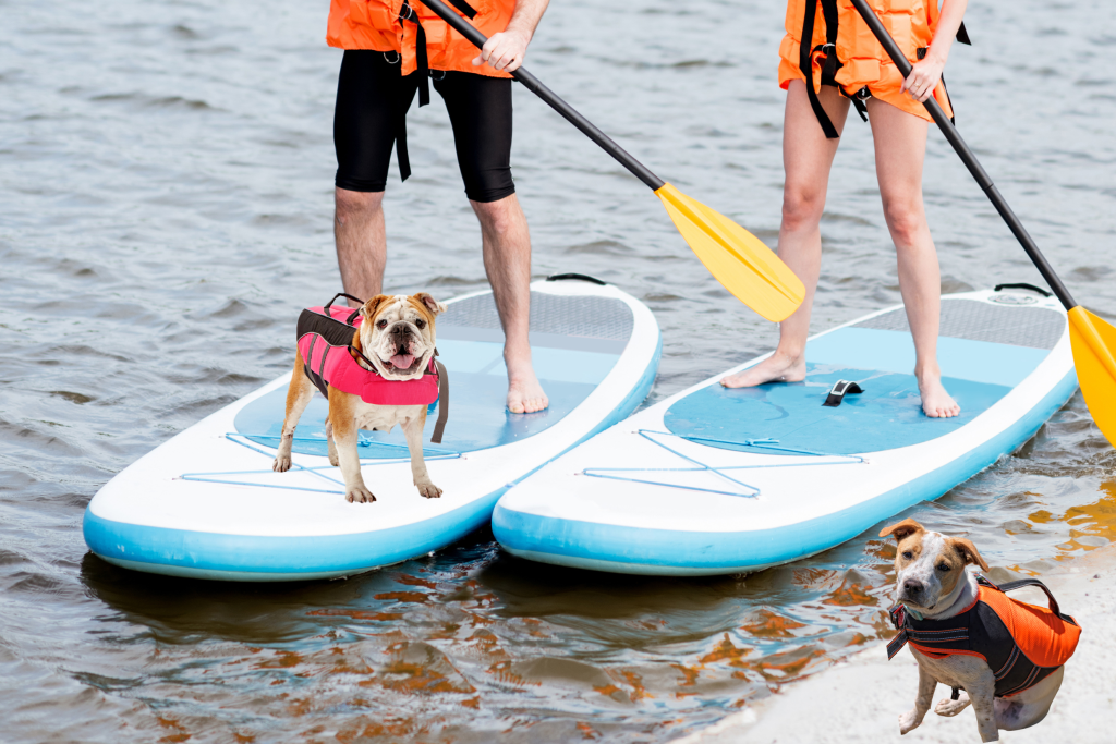 Exercise Workouts with Your Dog paddle boarding
