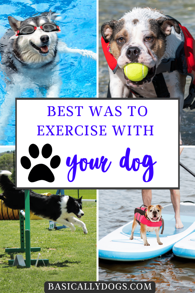 Exercise Workouts with Your Dog pins 1