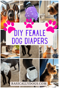 Do DIY Female Dog Diapers Really Work? Here’s What Pet Owners Need to