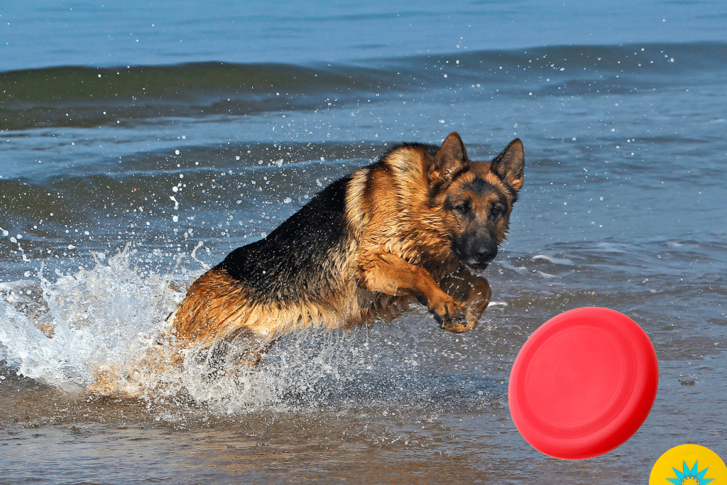 German Shepherd dog breeds for playing Frisbee
