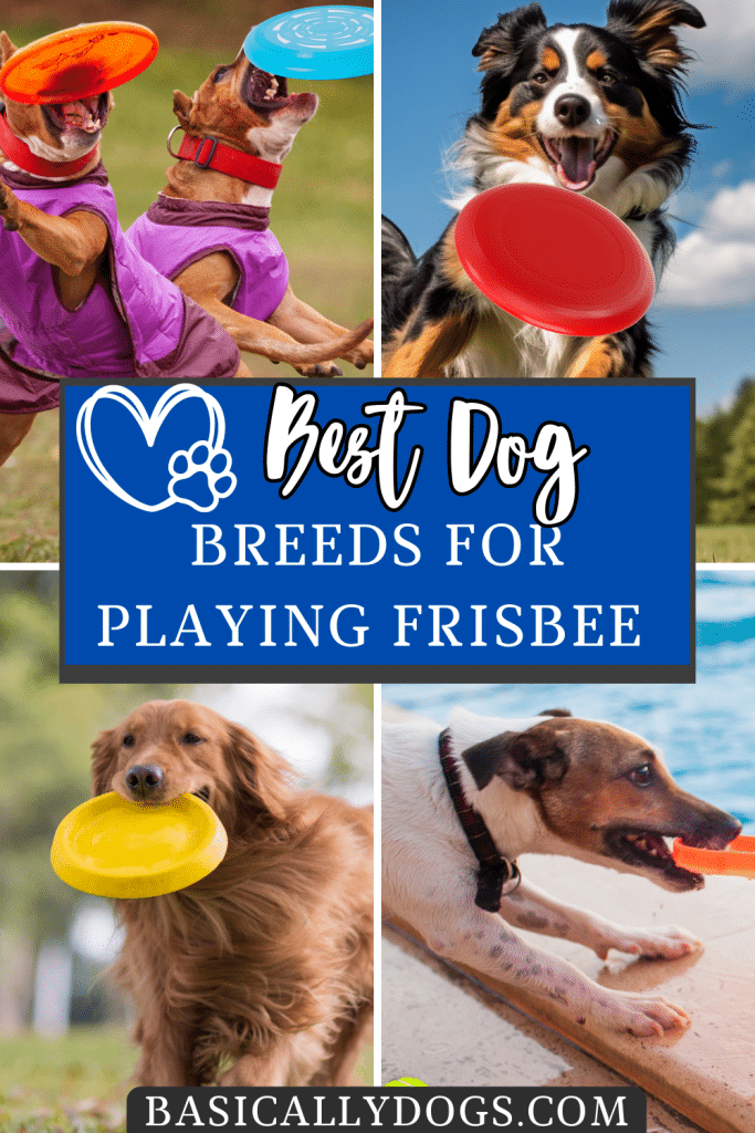 dog breeds for playing Frisbee pins 1