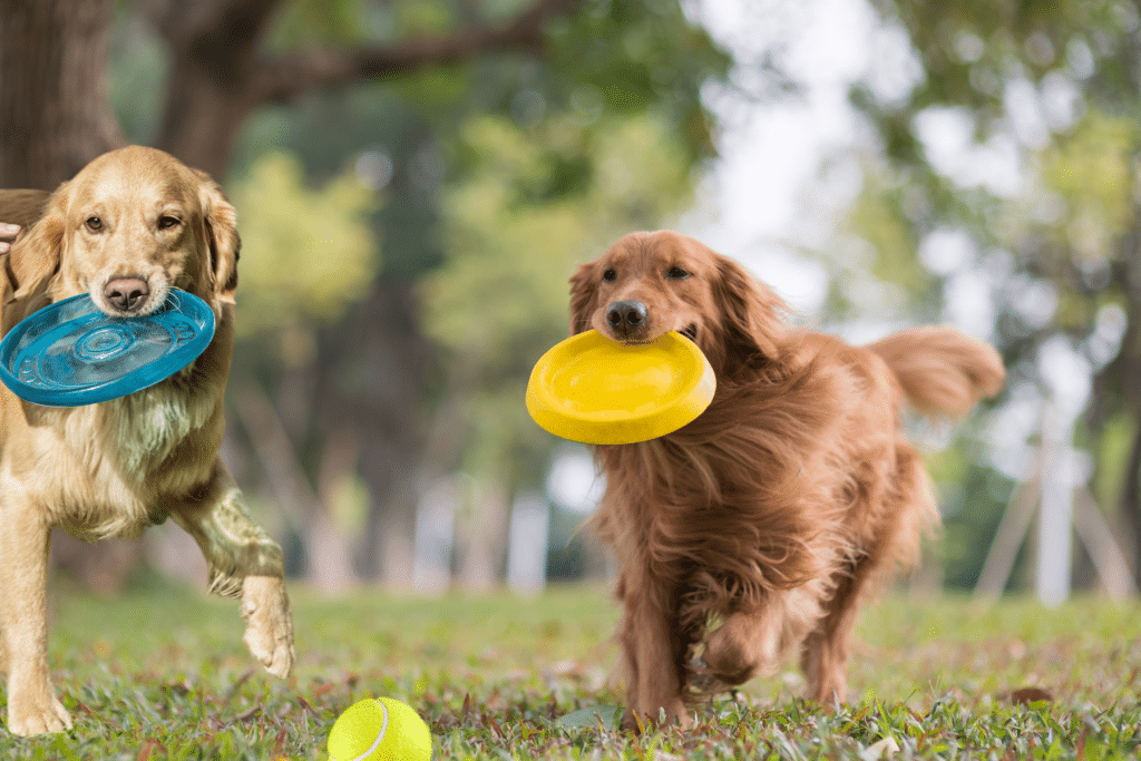 golden retriever dog breeds for playing Frisbee