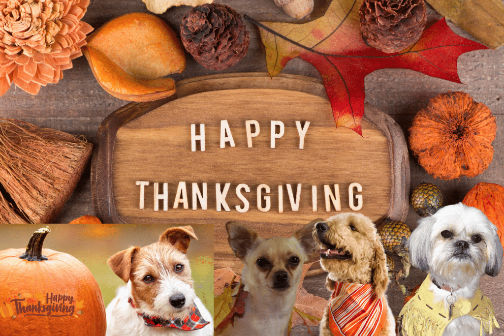 Dog Thanksgiving Outfits welcome sign