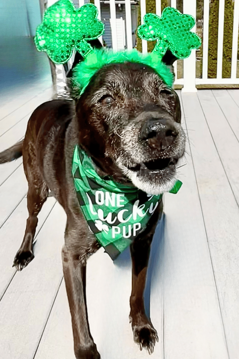 mirage in a St. Patrick's day outfit