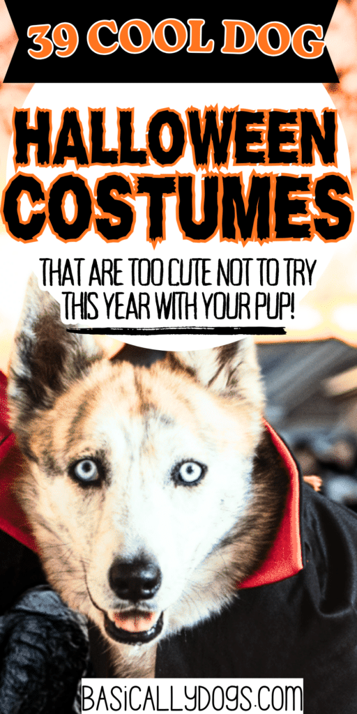39 Dog Halloween Costumes That Are Too Cute Not to Try 1