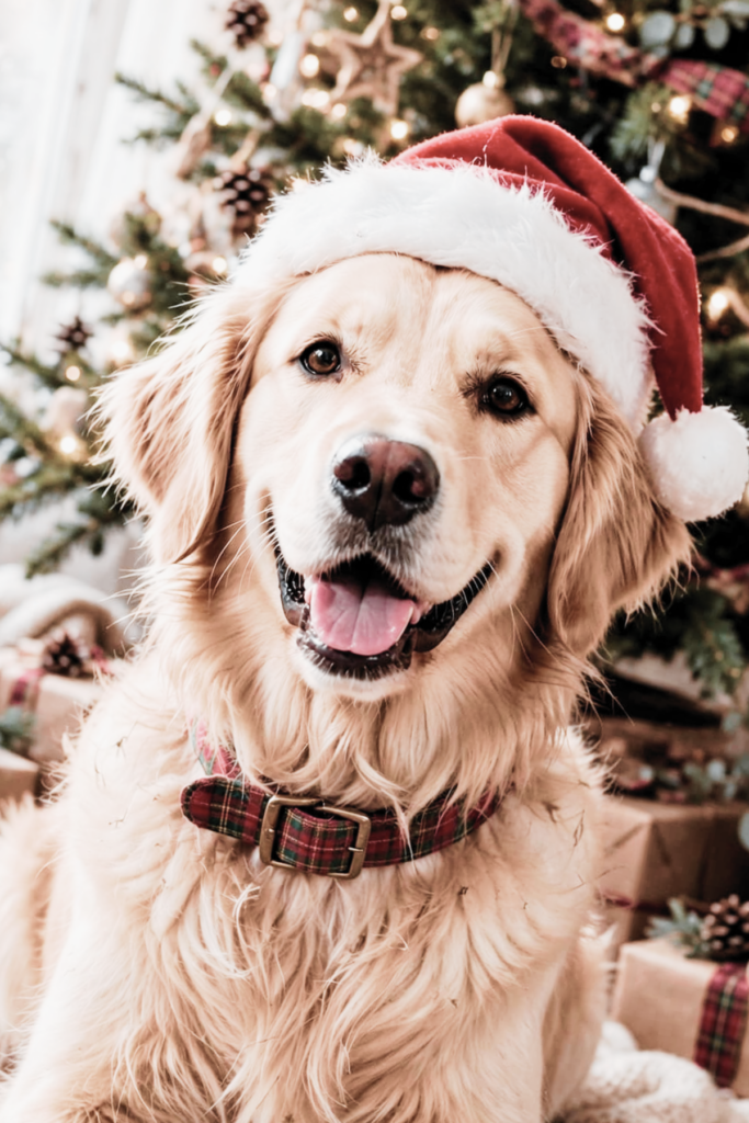 Yellow Labrador Wearing Dog Christmas Outfit next to a holiday tree