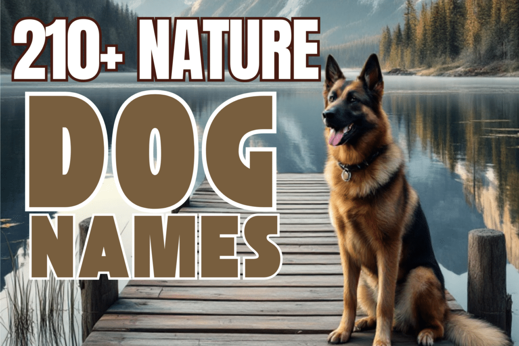 210+ Nature Dog Names Unique Ideas for Your New Pup