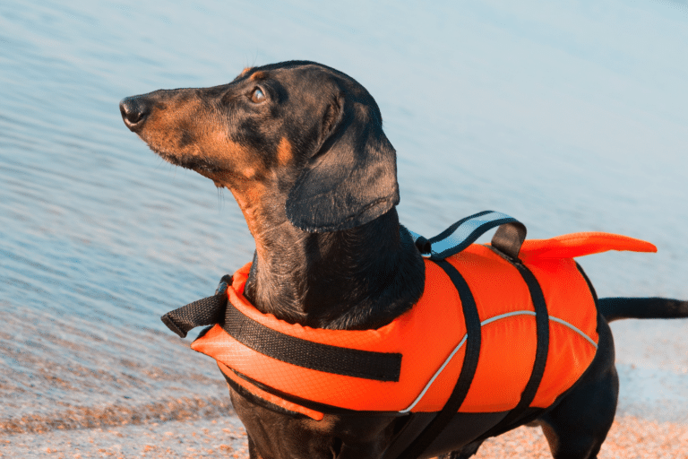 Dachshund Beach Dog Names