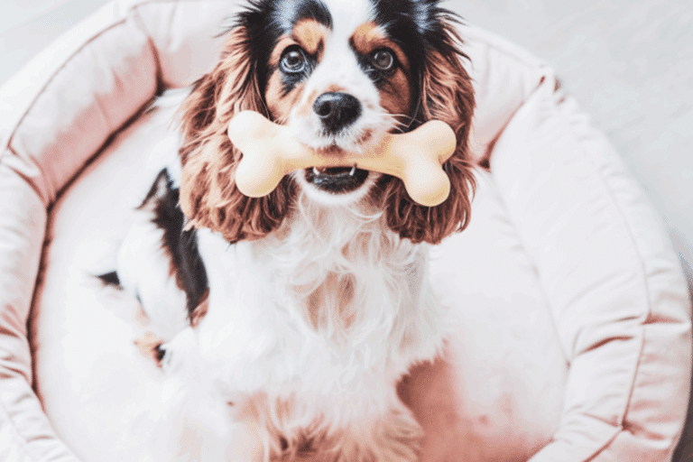 Cute Dog Names for a new puppy