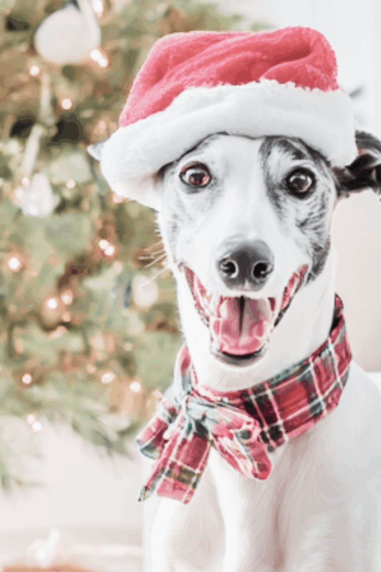 christmas gift ideas for dogs