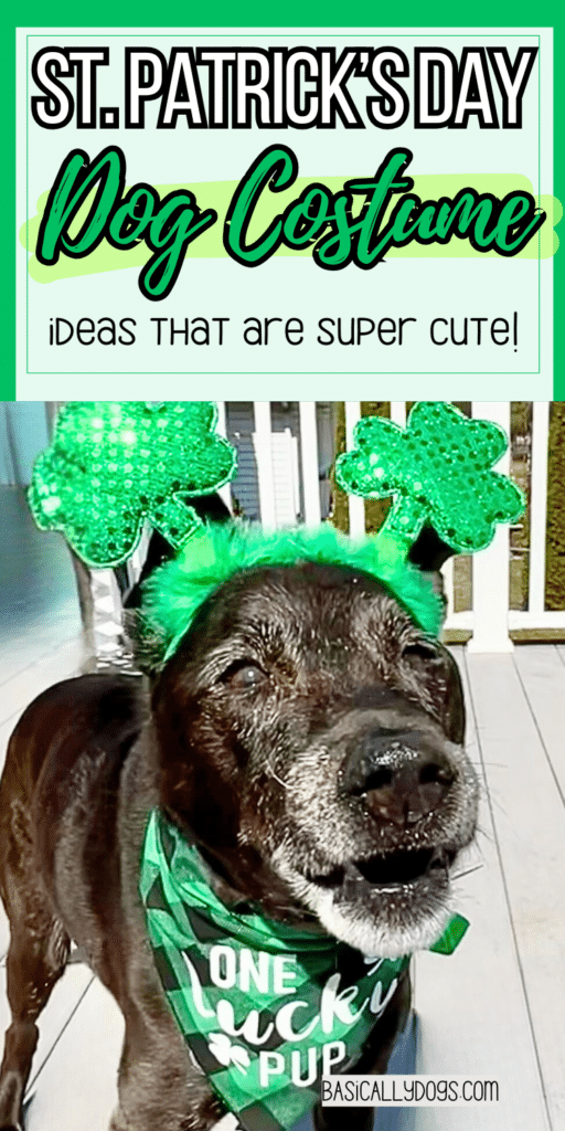 Adorable Dog St. Patrick's Day Outfits and Accessories 1