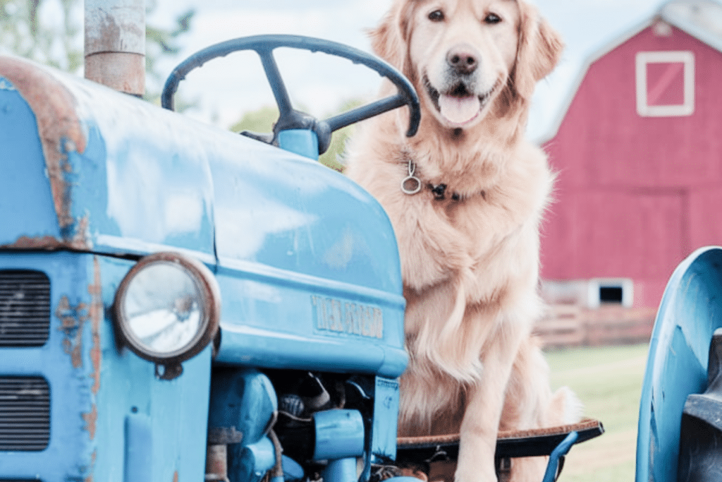 Country Dog Names