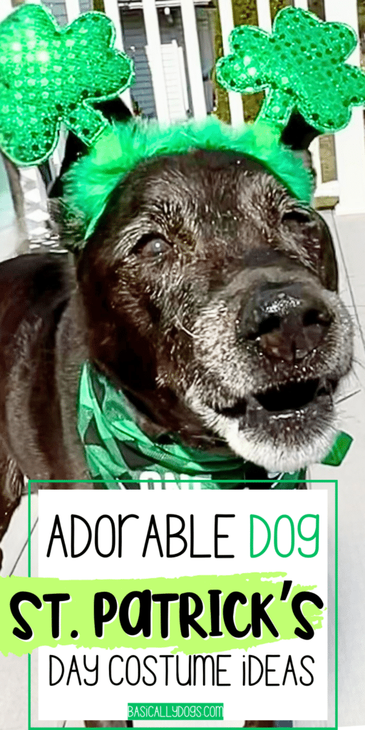 Fun Dog St. Patrick's Day Outfits and Accessories 3