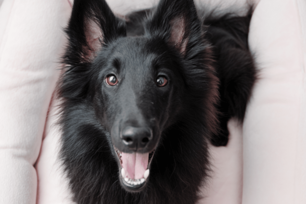 Black Dog Names