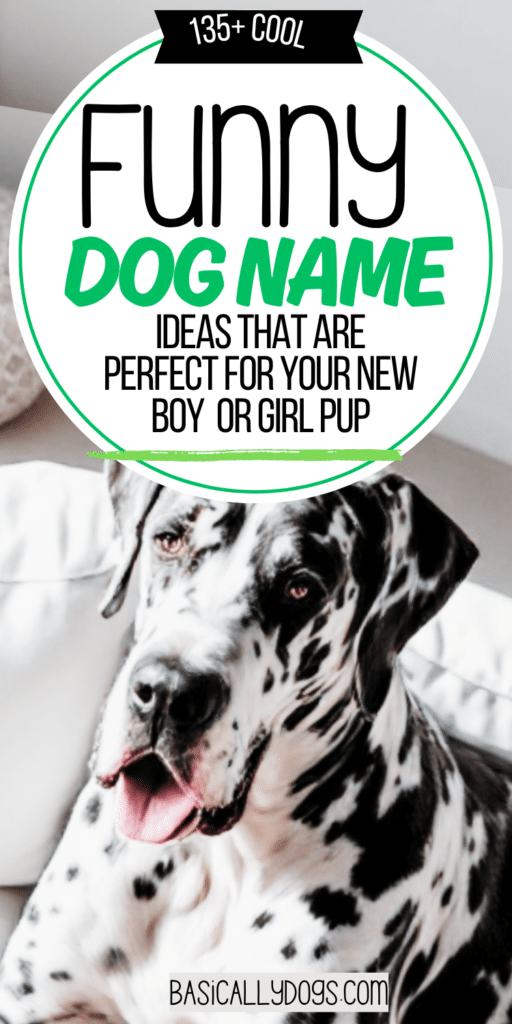 135+ Funny Dog Names_ Unique, Cute, and Silly for a Boy or Girl 3