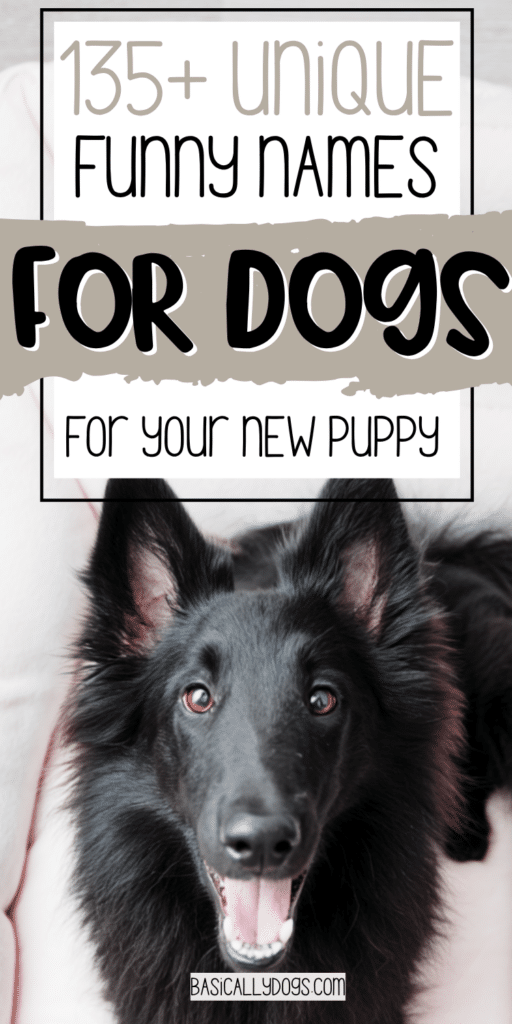 135+ Funny Dog Names_ Unique, Cute, and Silly for a Boy or Girl 4