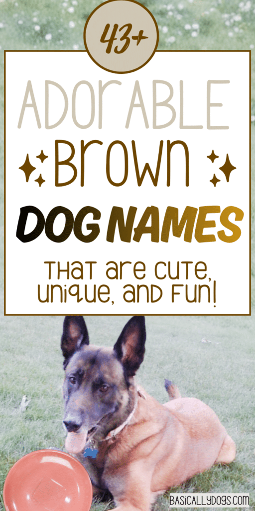 43+ Brown Dog Names_ Easy Ideas That are Cute, Cool, Unique, and Rare 1