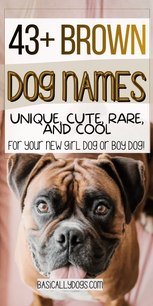 43+ Brown Dog Names_ Easy Ideas That are Cute, Cool, Unique, and Rare 2