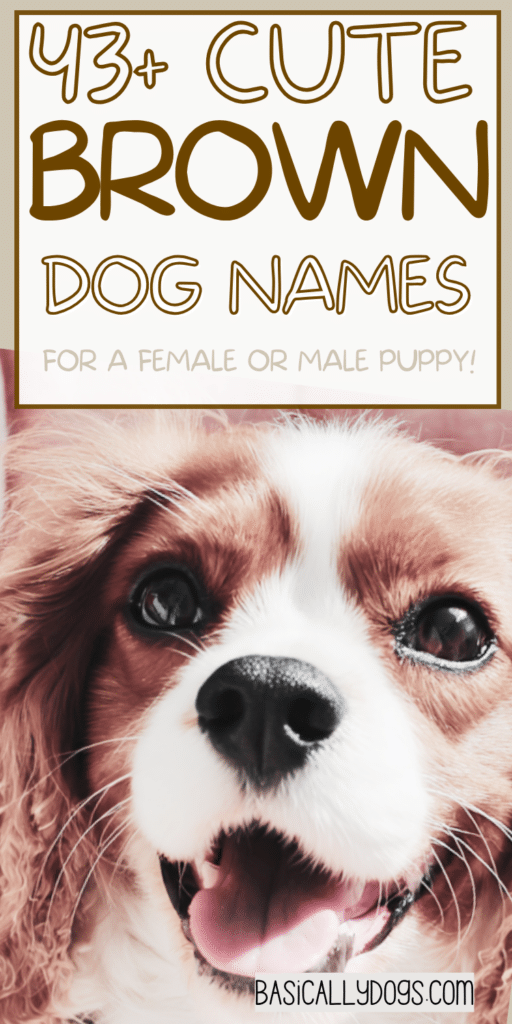 43+ Brown Dog Names_ Easy Ideas That are Cute, Cool, Unique, and Rare 3