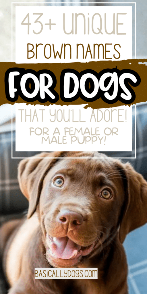 43+ Brown Dog Names_ Easy Ideas That are Cute, Cool, Unique, and Rare 4
