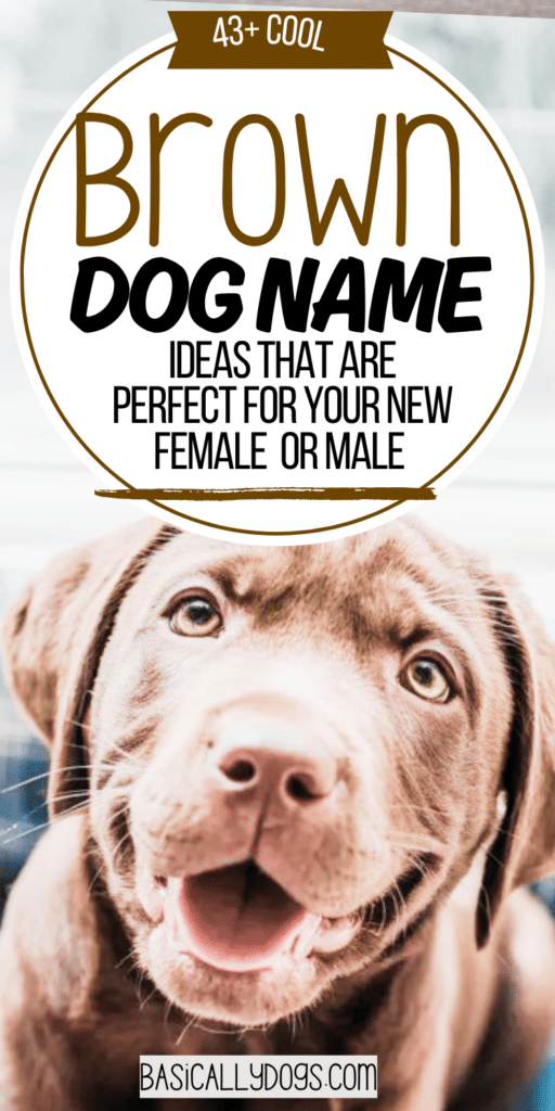 43+ Brown Dog Names_ Easy Ideas That are Cute, Cool, Unique, and Rare 5