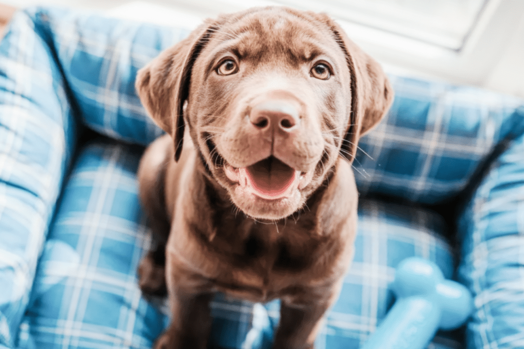 Brown Dog Names for a chocolate labrador