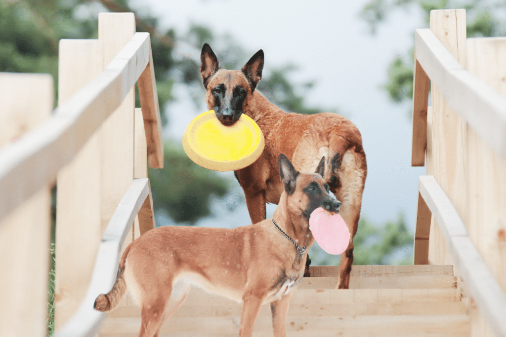 a belgian malinois outdoors