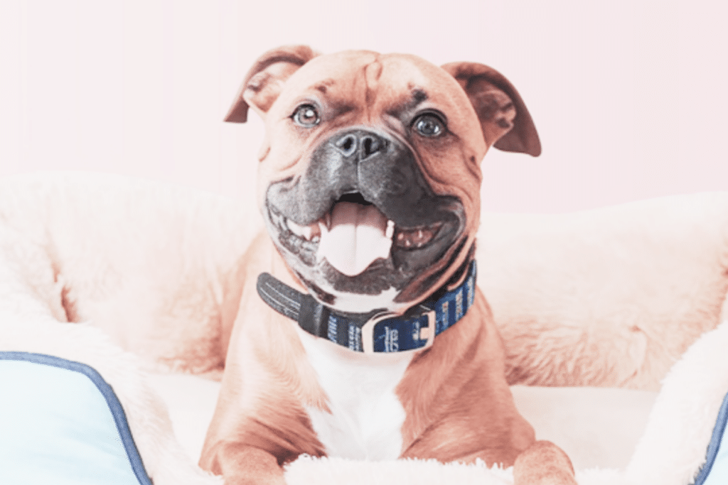 a brown boxer sitting in a bed