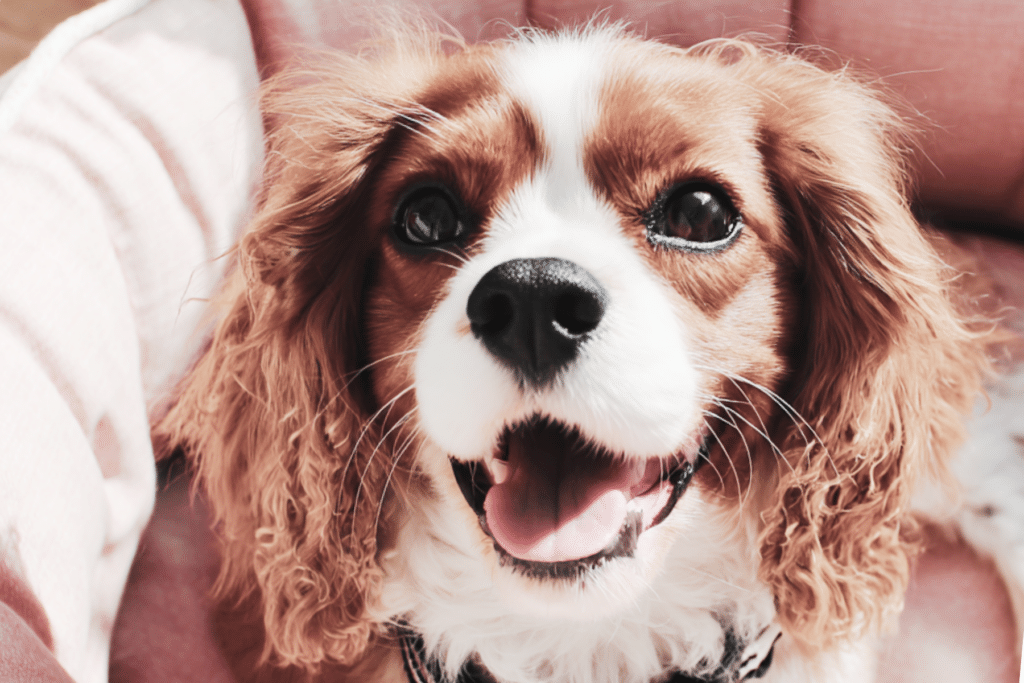 a cute brown dog sitting in a pink bed