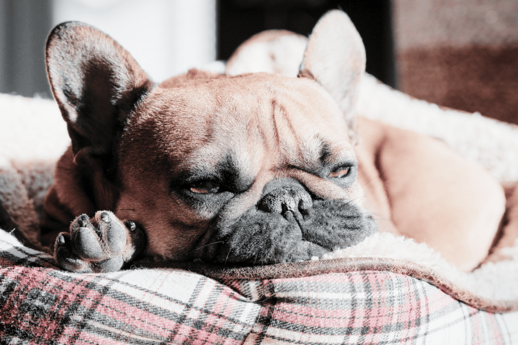 french bulldog in a bed
