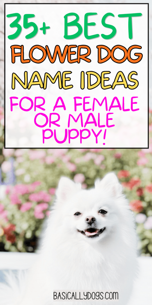 35+ Flower Dog Names_ Unisex, Female, and Male Ideas That Are Cute, Unique, and Fun 5