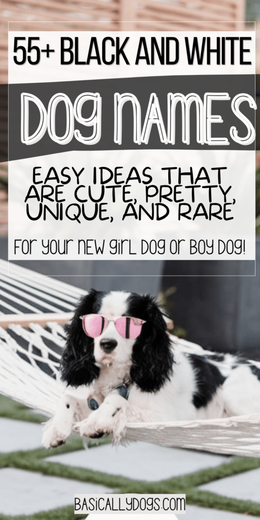 55+ Black and White Dog Names_ Easy Ideas That Are Cute, Pretty, Unique, and Rare 1