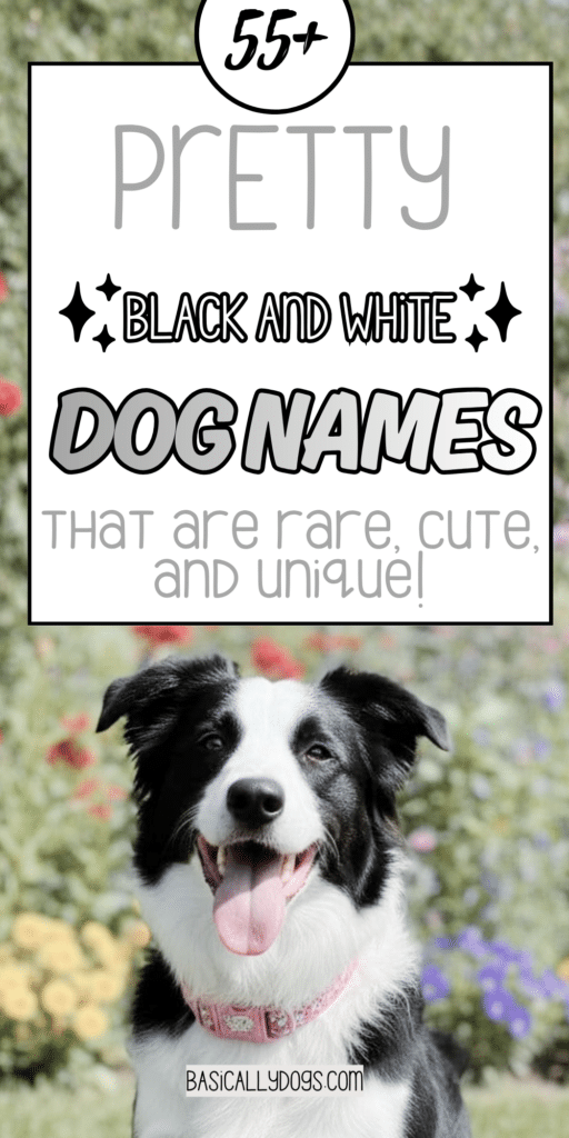 55+ Black and White Dog Names_ Easy Ideas That Are Cute, Pretty, Unique, and Rare 2