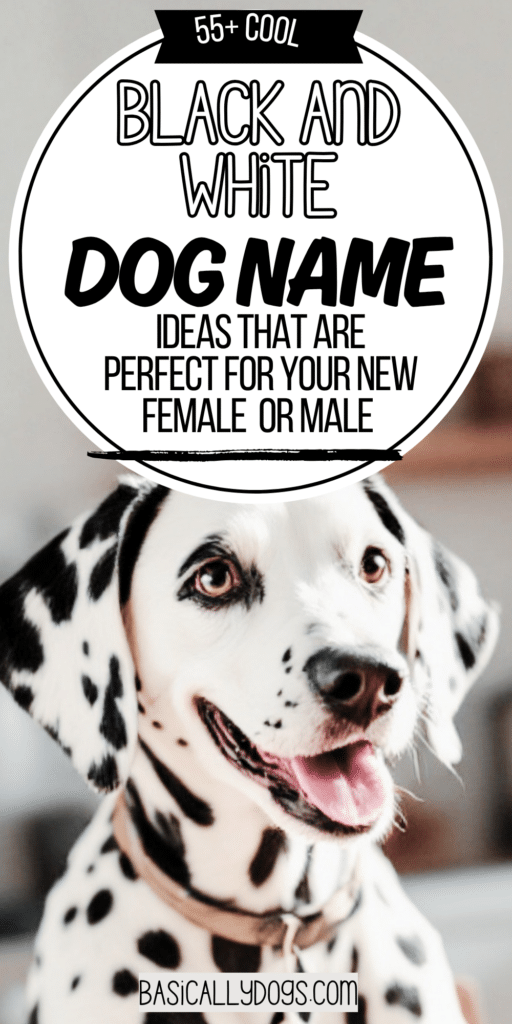 55+ Black and White Dog Names_ Easy Ideas That Are Cute, Pretty, Unique, and Rare 3